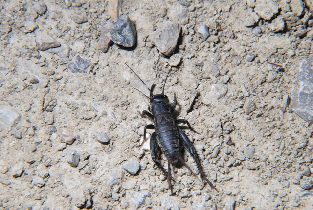 Ninfa di Melanogryllus desertus